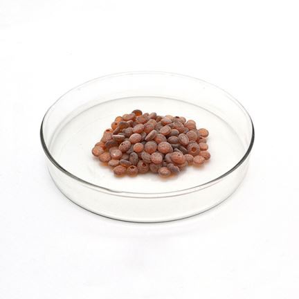 ରବର ଆଣ୍ଟିଅକ୍ସିଡାଟିଆଣ୍ଡା।